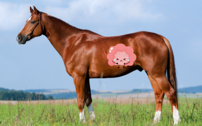 Leaky Gut Syndrome