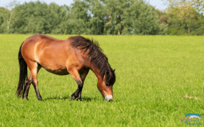 Den forfangne hest