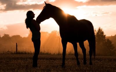 Hvilket forløb skal jeg vælge til min hest?