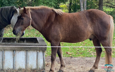 Pór skulle tabe 90kg